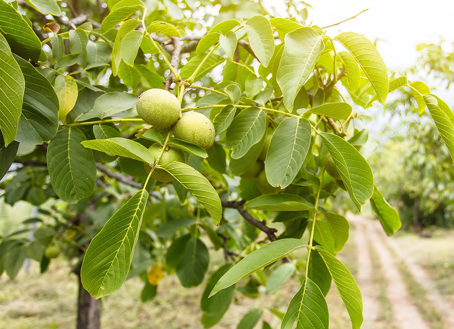 River Bend Walnut Orchard