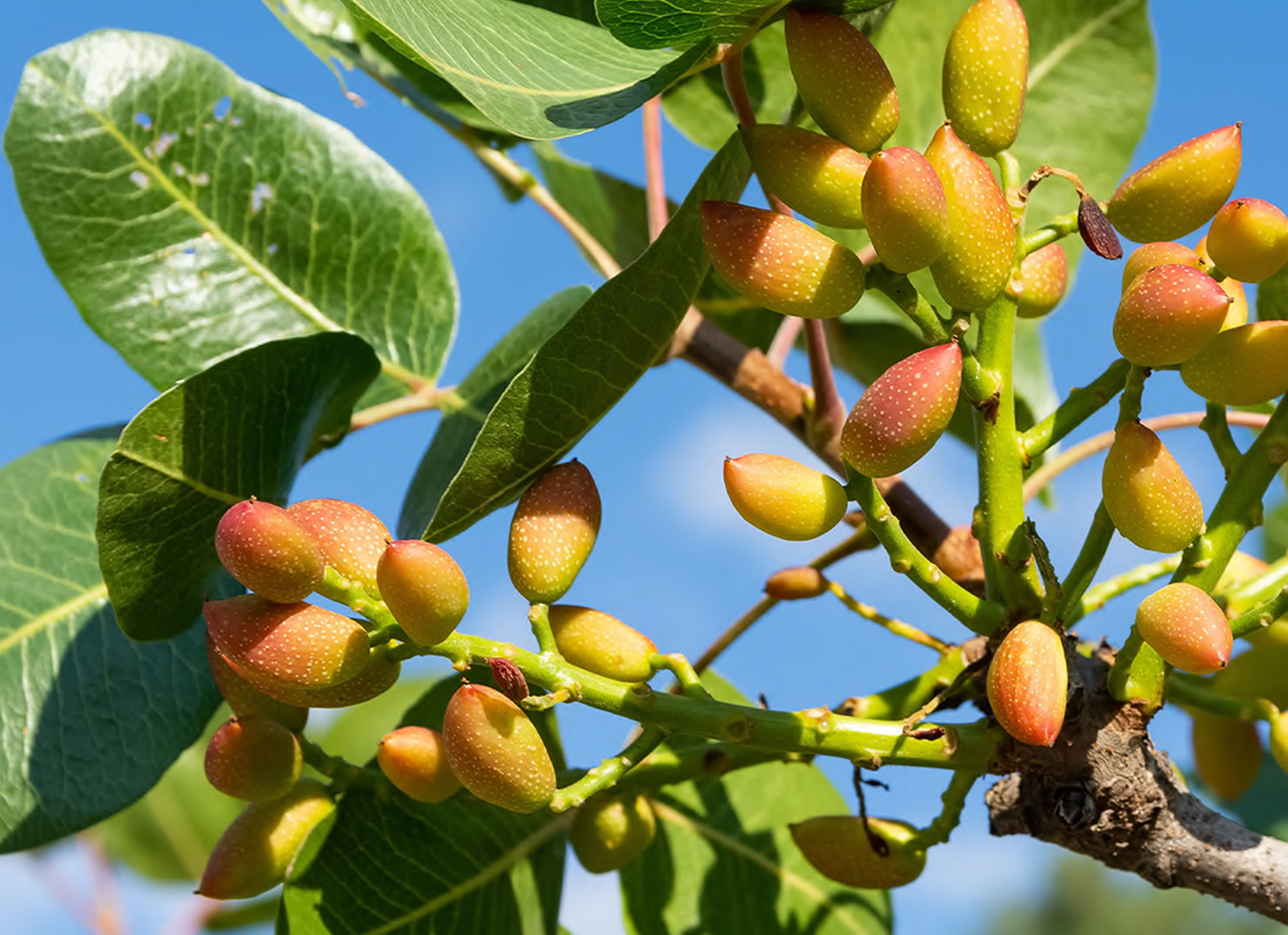 Sierra Foothill Pistachio Orchard