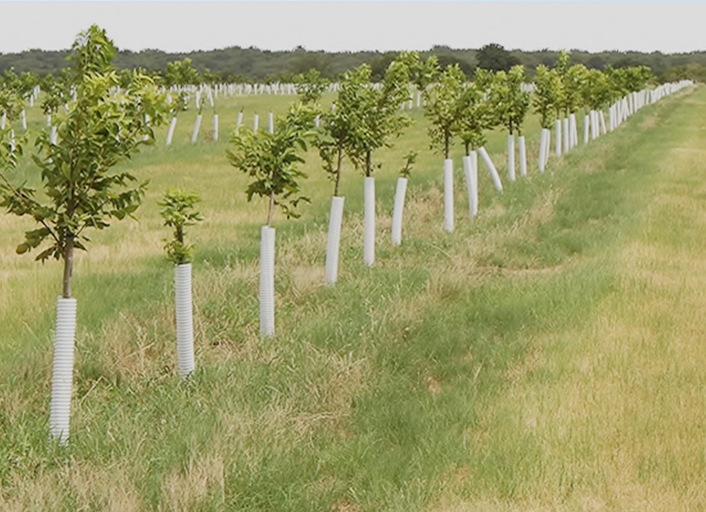 Quartz Road Pecan Orchard